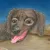 BIGDOG icon
