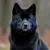DOGS icon