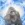 HARAMBE icon