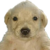JOTCHUA icon