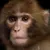 Neuralink Monkey icon