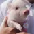 PIGGY icon