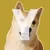 YUMI icon